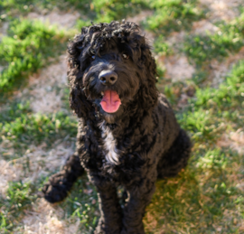 Portuguese Water Dog Puppies For Sale